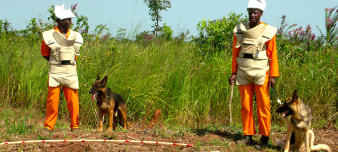 Handlers preparing their dogs before checking the areas prepared by the Mulcher