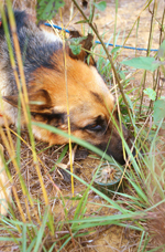 Einsatz von Hunden bei der Minenräumung