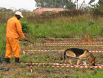 Training of the dogs